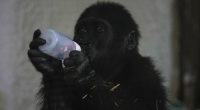 Baby gorilla rescued from Turkish Airlines plane hold