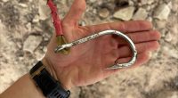 A﻿ baited hook has tipped off rangers to an unknown offender's deliberate attempt to kill a 3.8-metre crocodile in North Queensland.