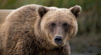 Bear attack report may be swatting attempt in Colorado: Sheriff