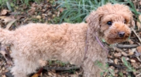 Beloved toy cavoodle Flossie stolen during break-in