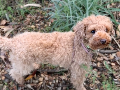 Beloved toy cavoodle Flossie stolen during break-in