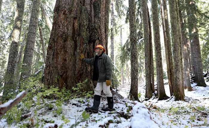 Biden administration withdraws old growth forest plan after getting pushback from industry and GOP