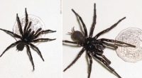 Hemsworth spider size comparison