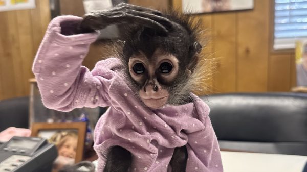 California DUI suspect caught with spider monkey in Rolls Royce