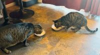 California man says cats died after drinking raw milk recalled for bird flu