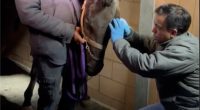 Californians scrambled to evacuate dogs, cats, horses, even pigs as LA flames closed in