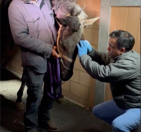 Californians scrambled to evacuate dogs, cats, horses, even pigs as LA flames closed in