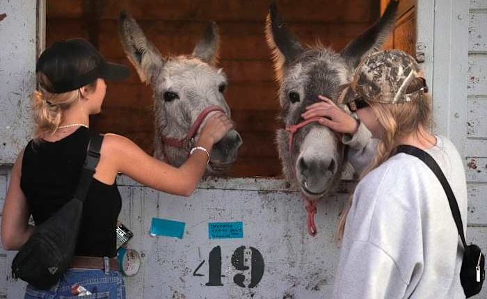 Californians scrambled to evacuate dogs, cats, horses, even pigs as LA flames closed in