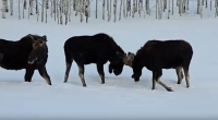 Caught on camera: 3 moose spar in backyard near Steamboat Springs