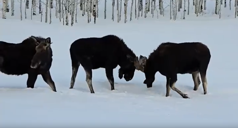 Caught on camera: 3 moose spar in backyard near Steamboat Springs