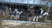 Champaign farm looking for volunteers to feed baby goats