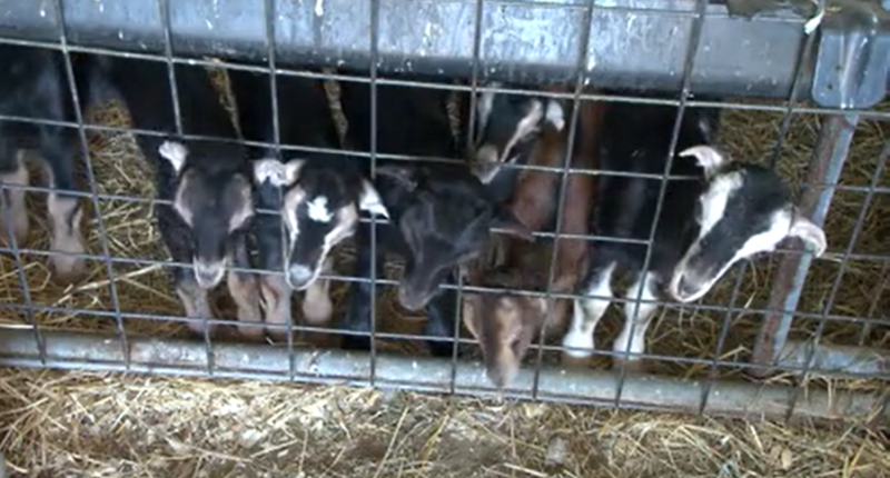 Champaign farm looking for volunteers to feed baby goats