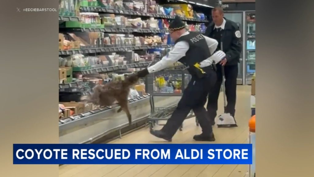 Coyote in Chicago: Viral video shows officials removing coyote in store, Humboldt Park Aldi at 800 North Kedzie