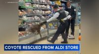Coyote in Chicago: Viral video shows officials removing coyote in store, Humboldt Park Aldi at 800 North Kedzie