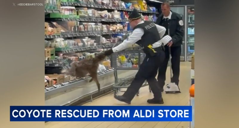 Coyote in Chicago: Viral video shows officials removing coyote in store, Humboldt Park Aldi at 800 North Kedzie