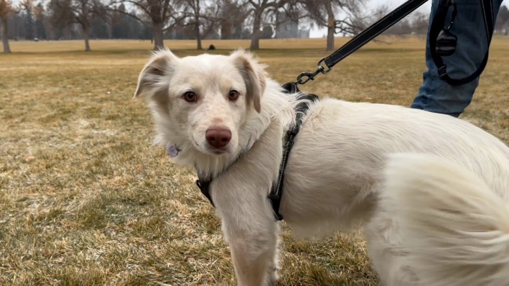 Denver stray dog shot in the face gets a new lease on life