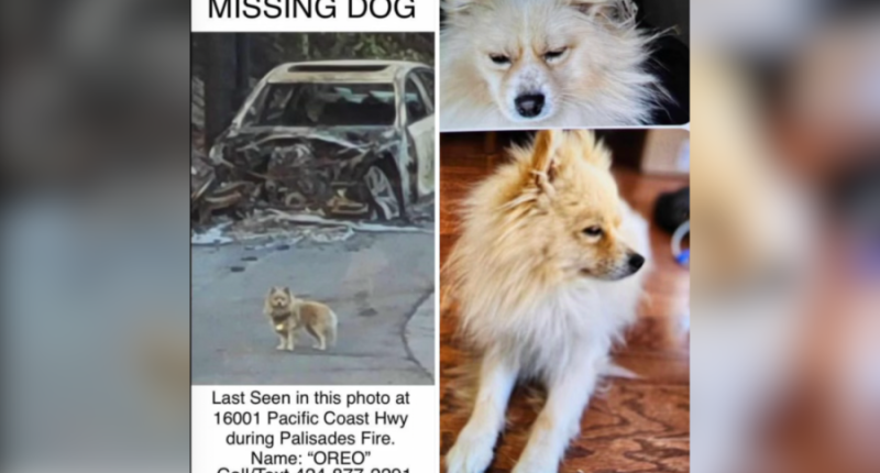 Dog seen wandering through fire-ravaged community reunited with family 