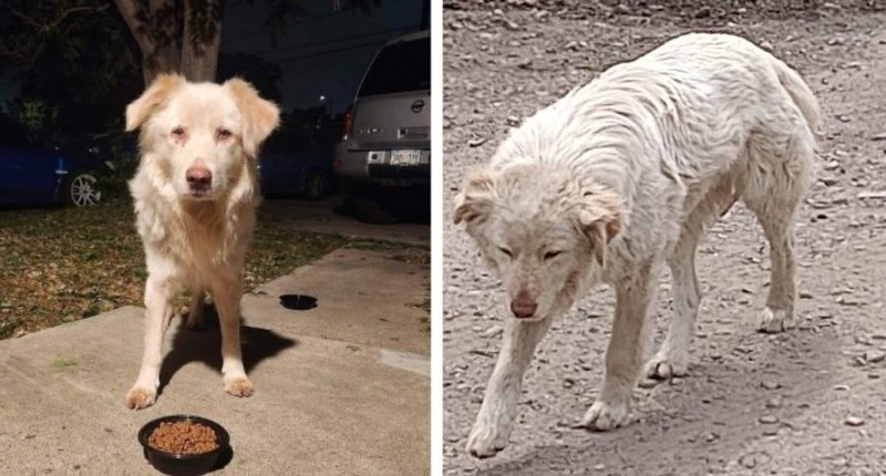 Denver Animal Protection shared these photos in August asking the public for help finding Solo Vino.