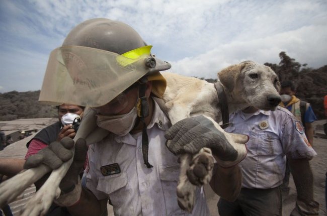 Feel-Good Friday: Dramatic Dog Reunions and the Heroes Who Made It Happen in California Fires