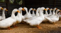 First US case of H5N9 bird flu strain found in California