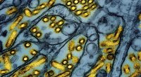 First case of Avian Influenza confirmed in Georgia