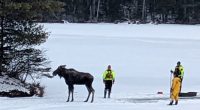 First responders saved a moose that fell through lake ice in New York. Here's how they did it