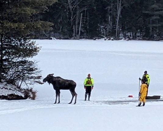 First responders saved a moose that fell through lake ice in New York. Here's how they did it