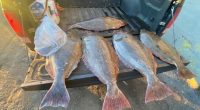 Fisherman docked at San Francisco pier had more than 2,000 pounds of illegal fish