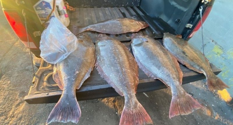 Fisherman docked at San Francisco pier had more than 2,000 pounds of illegal fish