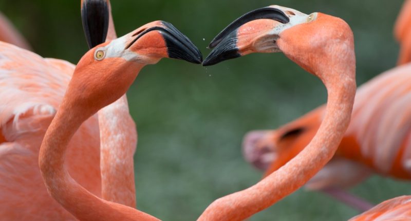 Florida lawmaker files bill to swap mockingbird with flamingo as state bird