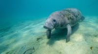 Florida manatees won't be reclassified as endangered