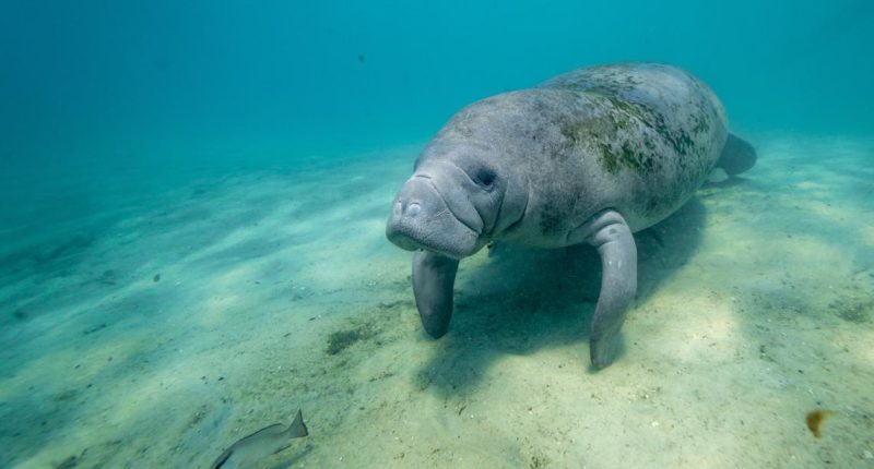 Florida manatees won't be reclassified as endangered