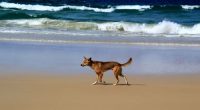 A﻿ three-year-old child has been bitten by a dingo on K'gari, an Island off Queensland's south-east coast.