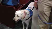 Governor signs law expanding use of therapy dogs in court