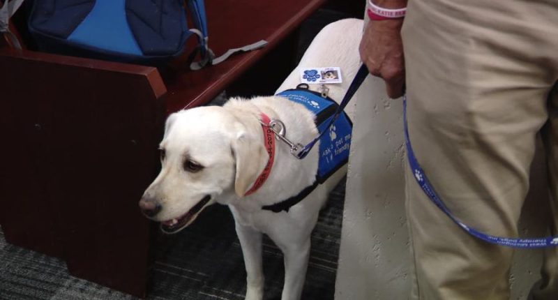 Governor signs law expanding use of therapy dogs in court