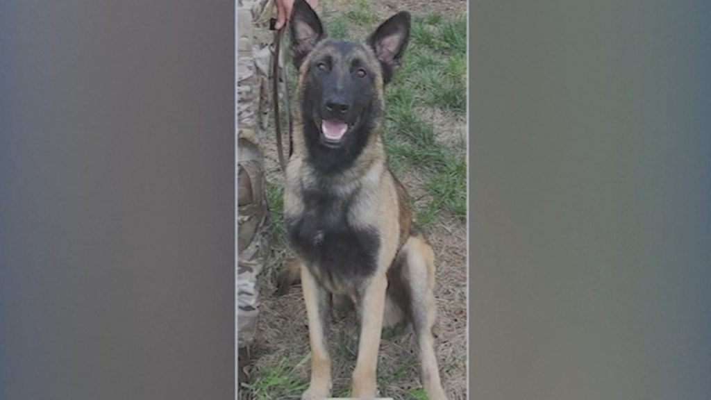 Houston shooting: K9 'Rocky' shot after tracking Brazoria County Deputy Jesus Vargas' suspected killer Robert Lee Davis