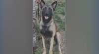 Houston shooting: K9 'Rocky' shot after tracking Brazoria County Deputy Jesus Vargas' suspected killer Robert Lee Davis