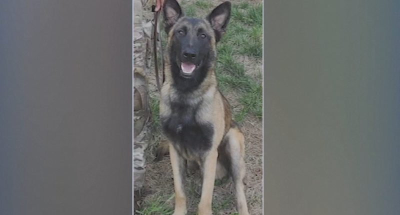 Houston shooting: K9 'Rocky' shot after tracking Brazoria County Deputy Jesus Vargas' suspected killer Robert Lee Davis
