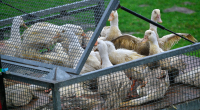 How will federal health 'black out' affect bird flu response?