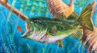 International Fish Art Contest underway: DNR