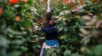 Just in time for Valentine's Day, trade dispute with Colombia threatens flower imports