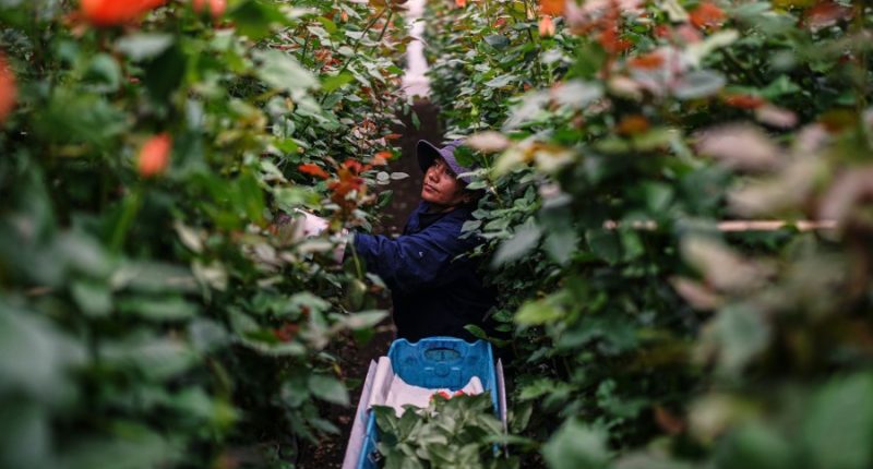 Just in time for Valentine's Day, trade dispute with Colombia threatens flower imports