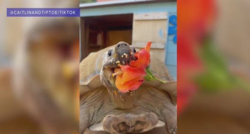 LA wildfire evacuee Tiptoe the tortoise escapes Palisades fire 