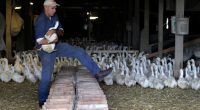 Long Island’s last duck farm weighs closure after outbreak leads to killing of entire flock