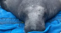Manatee rescued from North Carolina, released in Tampa area