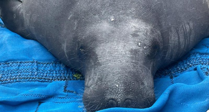 Manatee rescued from North Carolina, released in Tampa area
