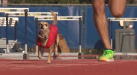 Marathon-running Chihuahua aims for the record books