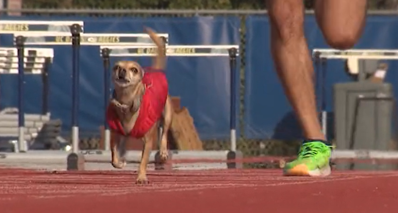 Marathon-running Chihuahua aims for the record books