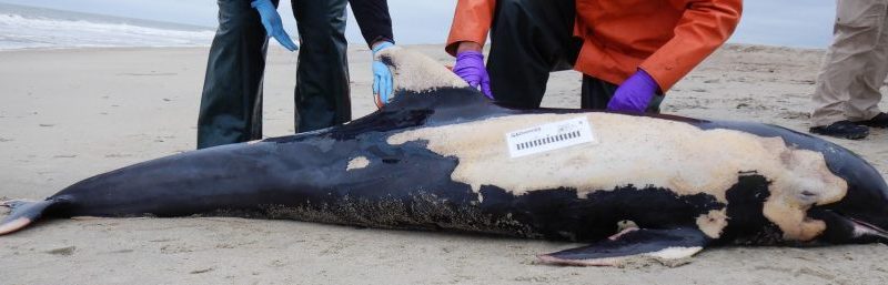 Melon-headed whales strand on Tybee and Sea islands, a first for Georgia