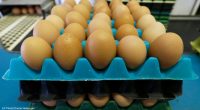 Michigan's cage-free egg law takes effect